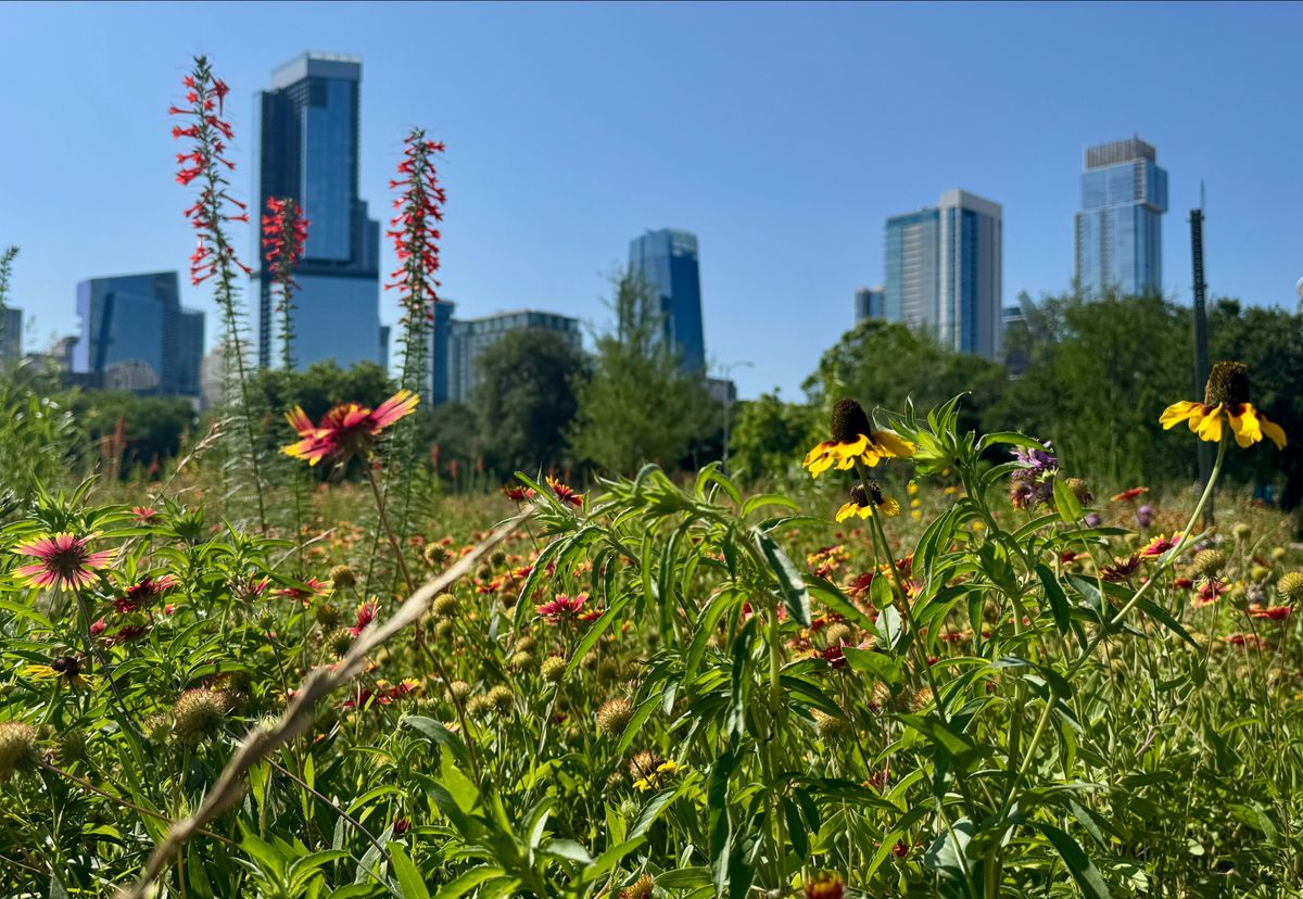 Downtown Austin - Wildflower Meadow at Duncan Neighborhood Park along the Shoal Creek Trail